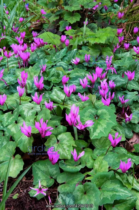 : Cyclamen in woodland at Knightshayes Court : Cyclamen in woodland at Knightshayes Court