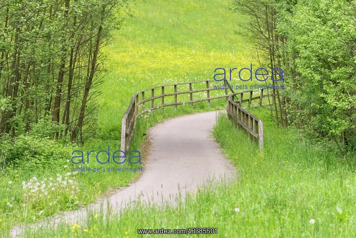 : Cycle path through meadow in a forest with bridge : Cycle path through meadow in a forest with bridge