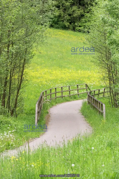 : Cycle path through meadow in a forest with bridge : Cycle path through meadow in a forest with bridge