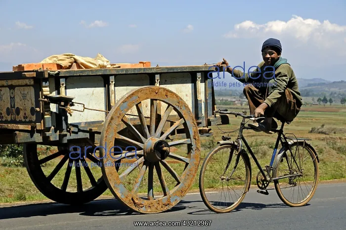 : Cycling in a cart pulled by Zebu in Madagascar : Cycling in a cart pulled by Zebu in Madagascar