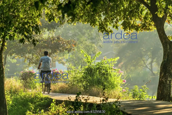 : Cyclist at Kan Thar Yar See, Hpa-an, Myanmar, Asia : Cyclist at Kan Thar Yar See, Hpa-an, Myanmar, Asia