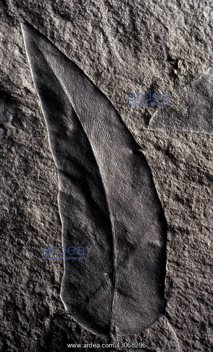 : Cyclopteris Fossil : Cyclopteris Fossil