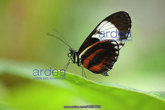  : Cydno Longwing Butterfly (Heliconius cydno) sitting