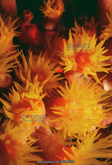 : CYLINDER SEA ANEMONE : CYLINDER SEA ANEMONE