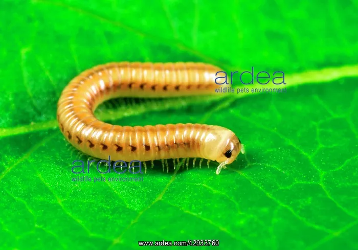 : Cylindrical Millipede : Cylindrical Millipede