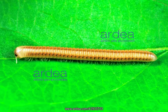 : Cylindrical Millipede - Introduced to the Tropical : Cylindrical Millipede - Introduced to the Tropical