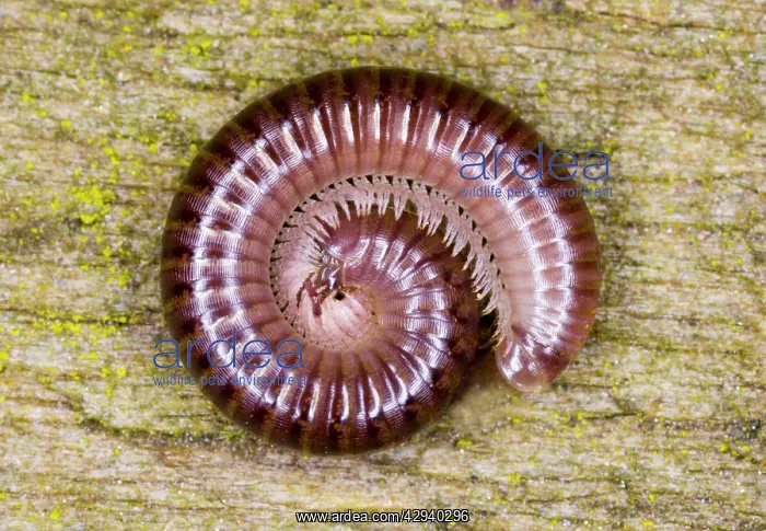 : Cylindrical millipede rolled into a spiral as defensive : Cylindrical millipede rolled into a spiral as defensive