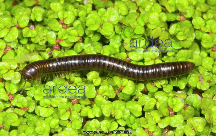 : Cylindrical millipede walking : Cylindrical millipede walking