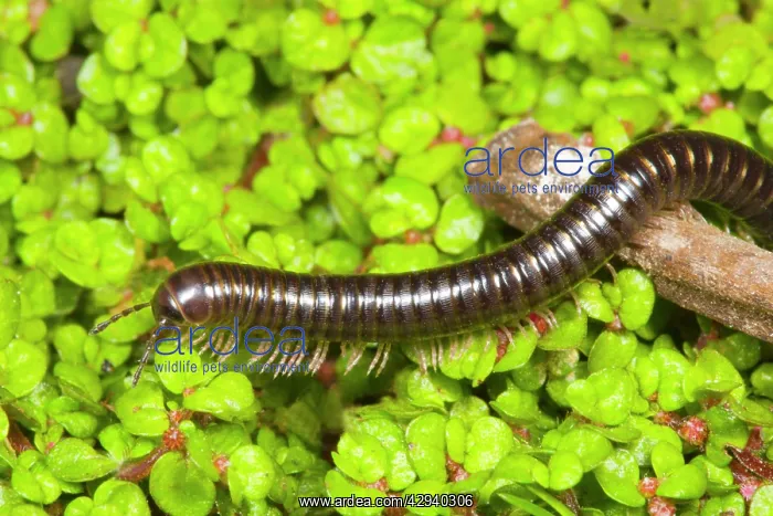 : Cylindrical millipede walking over twig : Cylindrical millipede walking over twig
