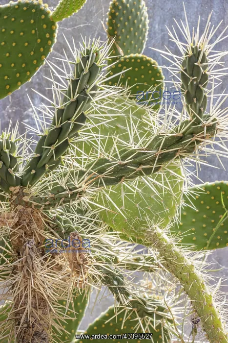 : Cylindropuntia tunicata rosea, thorns : Cylindropuntia tunicata rosea, thorns