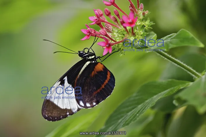 : Cyndo Longwing : Cyndo Longwing