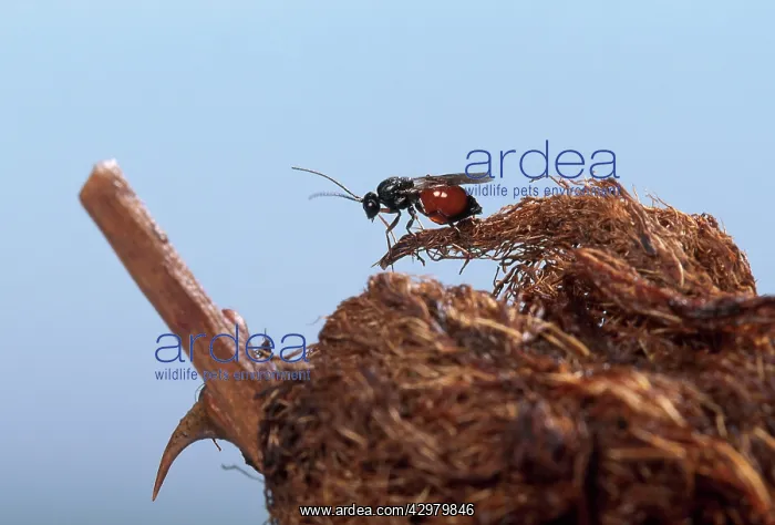 : Cynips - Female outside the gall : Cynips - Female outside the gall