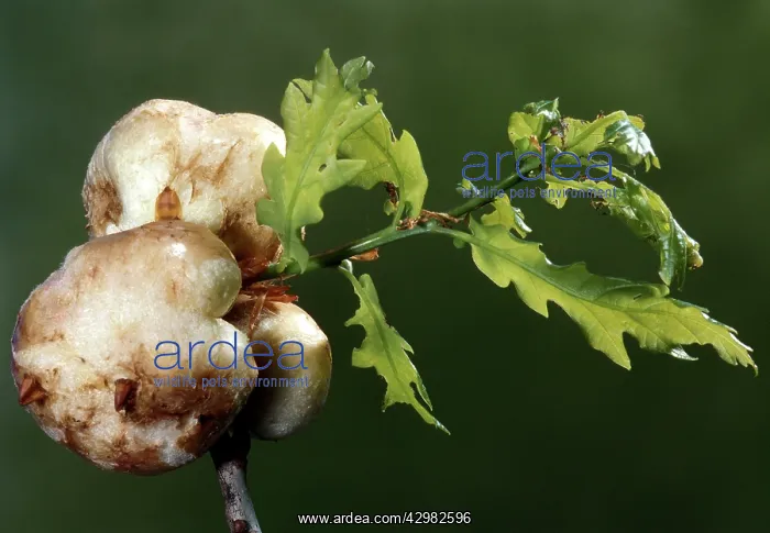 : Cynips / Gall : Cynips / Gall