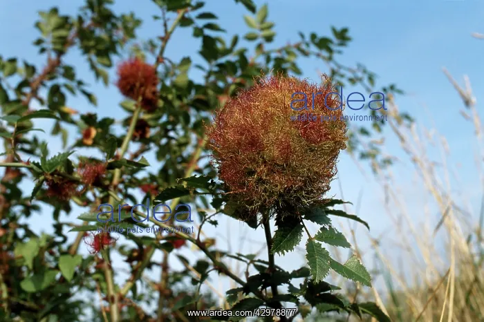 : Cynips - Gall produced by the sting of a small wasp : Cynips - Gall produced by the sting of a small wasp