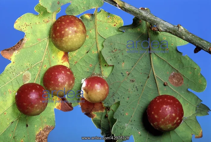 : Cynips - Galls : Cynips - Galls
