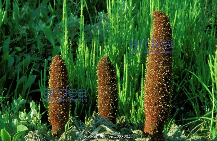 : Cynomorium - A remarkable parasitic plant, in the : Cynomorium - A remarkable parasitic plant, in the