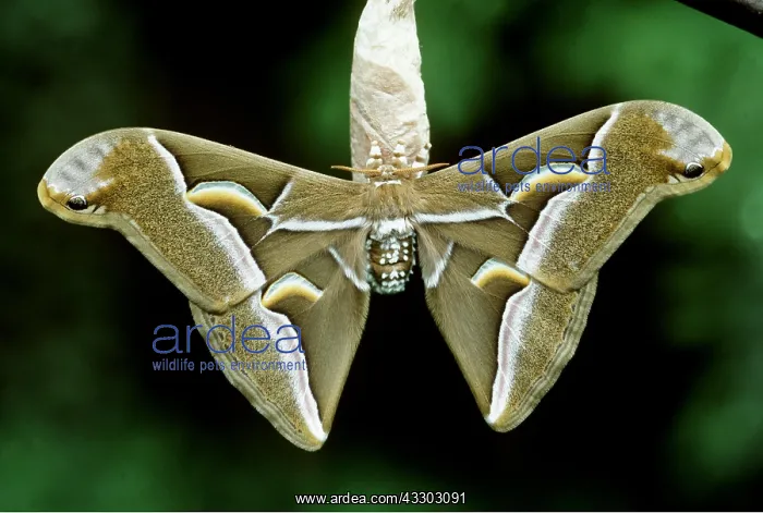 : CYNTHIA MOTH - ON COCOON : CYNTHIA MOTH - ON COCOON