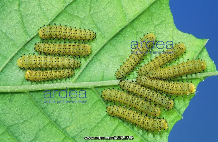 : Cynthia Moth - larvae / caterpillar stage : Cynthia Moth - larvae / caterpillar stage