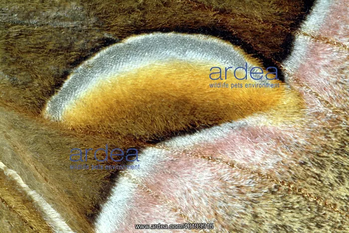 : Cynthia Moth Wing Scales : Cynthia Moth Wing Scales