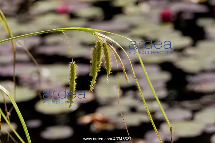 : Cyperus Sedge - in fruit on pond margn : Cyperus Sedge - in fruit on pond margn