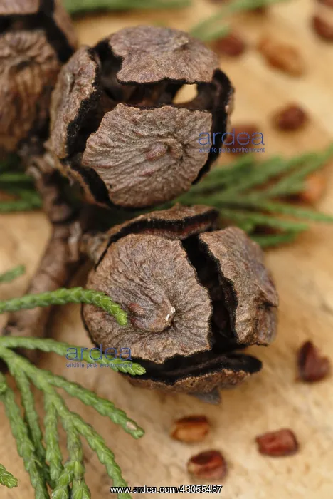 : Cypress, Cupressus arizonica : Cypress, Cupressus arizonica
