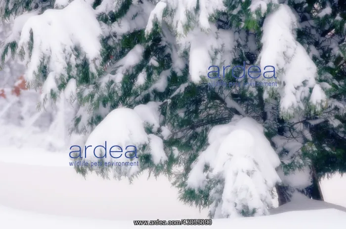 : Cypress, Cupressus sempevirens : Cypress, Cupressus sempevirens