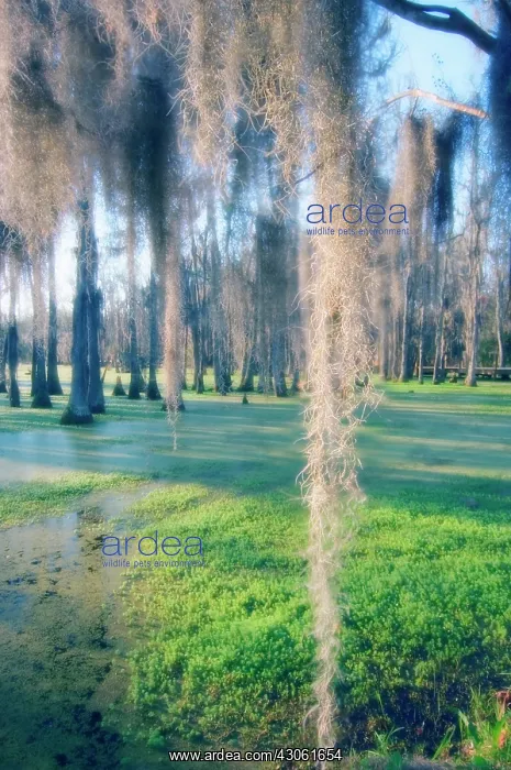 : Cypress, Chamaecyparis : Cypress, Chamaecyparis