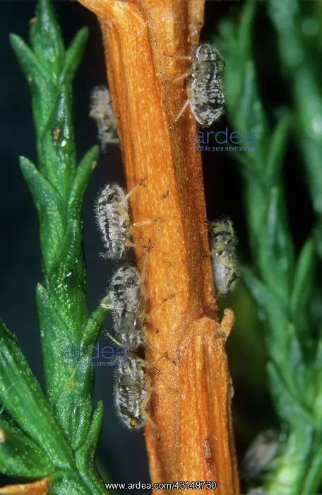  : Cypress aphid
