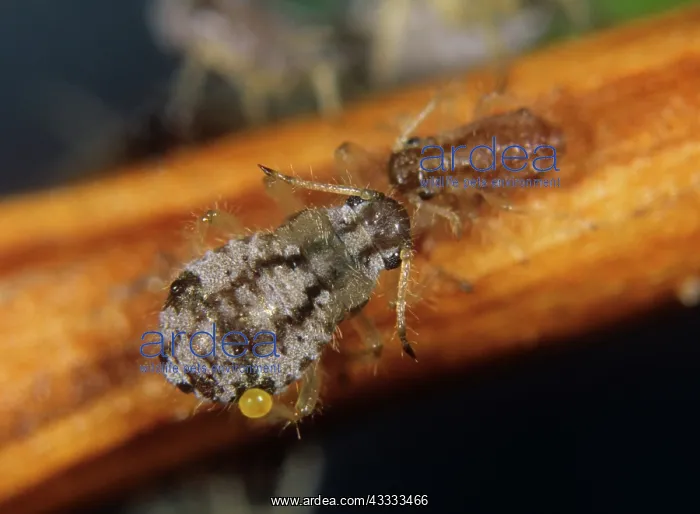 : Cypress aphid : Cypress aphid