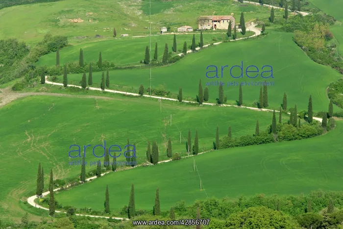 : Cypress avenue, zigzag road leading to a farm on : Cypress avenue, zigzag road leading to a farm on