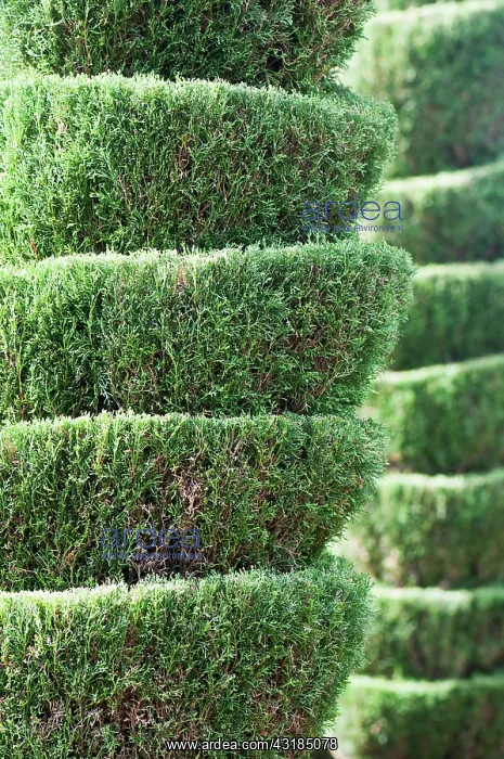 : Cypress, Chamaecyparis, Topiary, plant cut into : Cypress, Chamaecyparis, Topiary, plant cut into