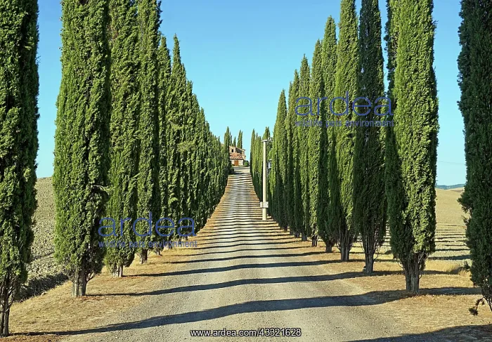 : Cypress (Cupressus) cypress avenue Poggio Covili : Cypress (Cupressus) cypress avenue Poggio Covili