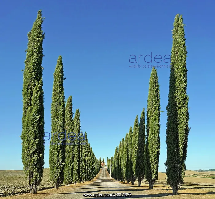  : Cypress (Cupressus) Cypress Avenue Poggio Covili