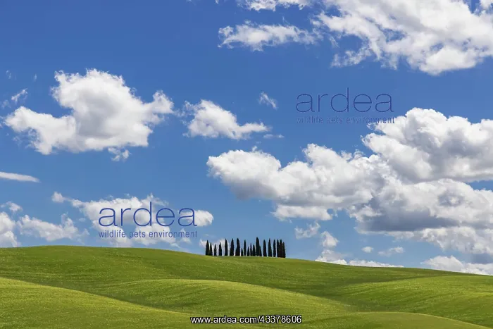 : Cypress grove, the cypresses in the middle of the : Cypress grove, the cypresses in the middle of the