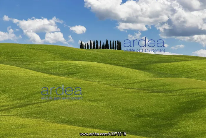  : Cypress grove, the cypresses in the middle of the