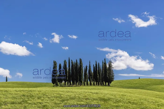 : Cypress grove, the cypresses in the middle of the : Cypress grove, the cypresses in the middle of the