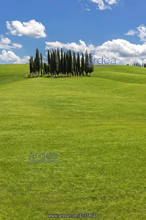 : Cypress grove, the cypresses in the middle of the : Cypress grove, the cypresses in the middle of the