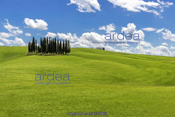: Cypress grove, the cypresses in the middle of the : Cypress grove, the cypresses in the middle of the