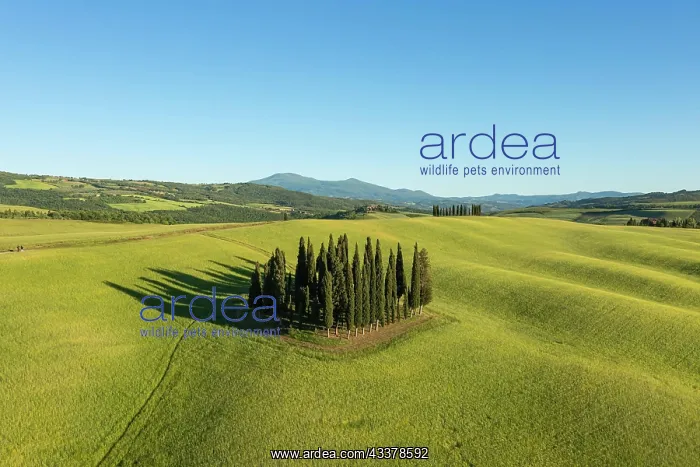 : Cypress grove, drone photo, the cypresses in the : Cypress grove, drone photo, the cypresses in the