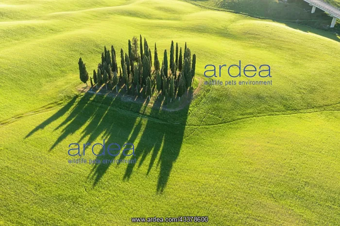 : Cypress grove, drone photo, the cypresses in the : Cypress grove, drone photo, the cypresses in the