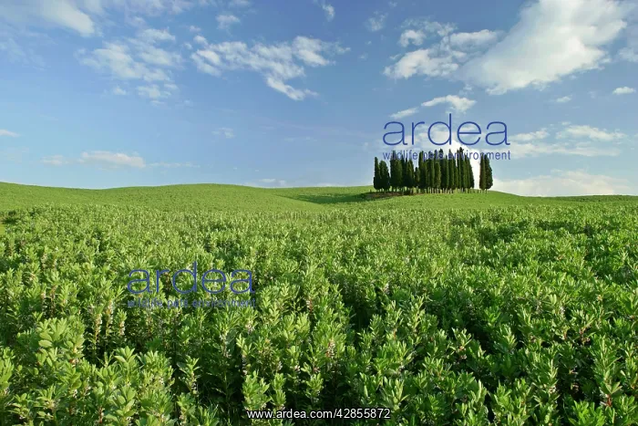 : Cypress grove - situated on hill : Cypress grove - situated on hill
