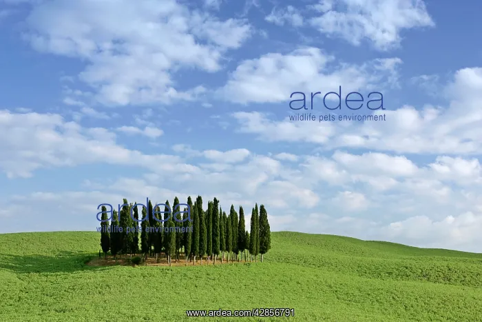 : Cypress grove situated on hill : Cypress grove situated on hill