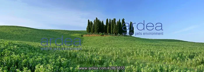 : Cypress grove - situated on hill : Cypress grove - situated on hill