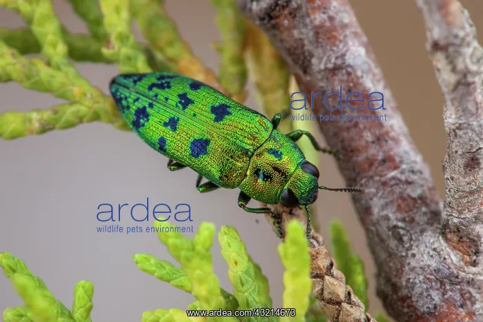 : Cypress Jewel Beetle (Lamprodila (Palmar) festiva) : Cypress Jewel Beetle (Lamprodila (Palmar) festiva)