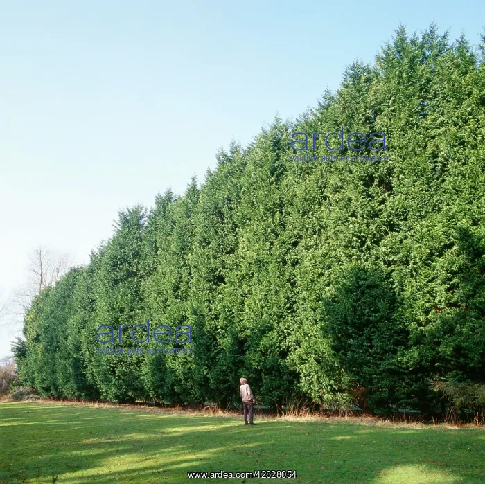 : Cypress LEYLAND - showing height of hedge : Cypress LEYLAND - showing height of hedge