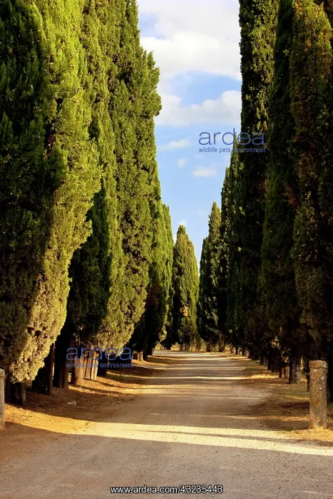 : Cypress lined farm track near Pienza, Tuscany : Cypress lined farm track near Pienza, Tuscany