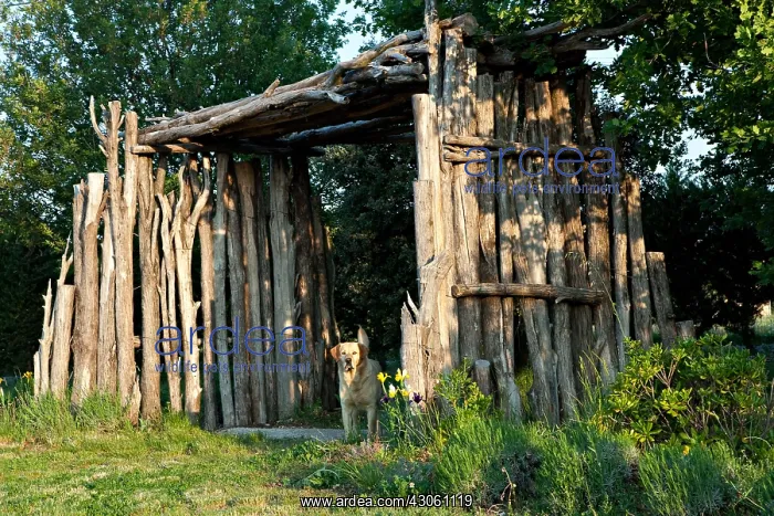 : Cypress made pergola and labrador retriever in a garden : Cypress made pergola and labrador retriever in a garden