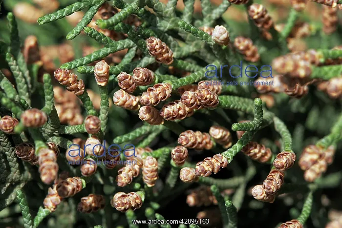 : Cypress - pollen : Cypress - pollen