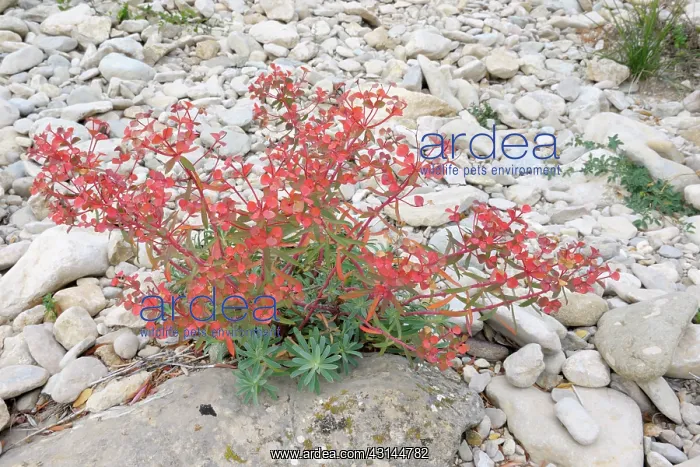 : Cypress Spurge : Cypress Spurge