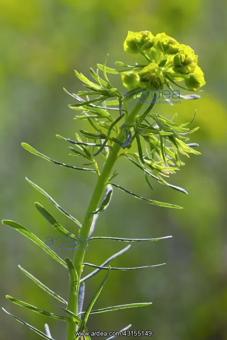 : Cypress Spurge : Cypress Spurge
